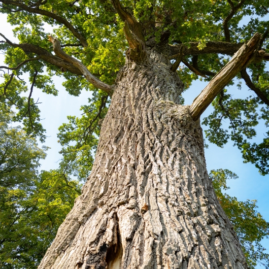 Tree in the forest 